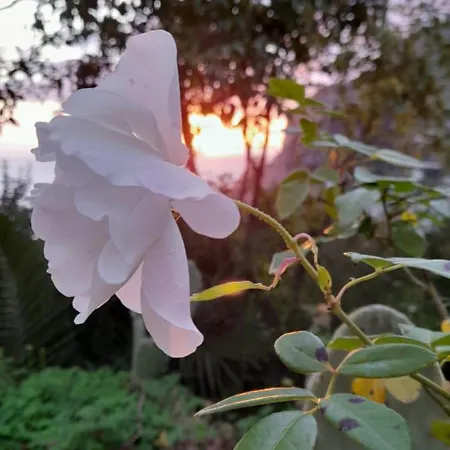 Villetta Rosetta 別荘