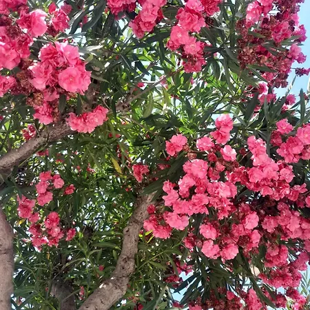 Villetta Rosetta 別荘 *